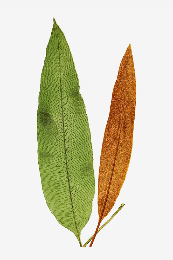 Acrostichum Brevipes fern leaf vector