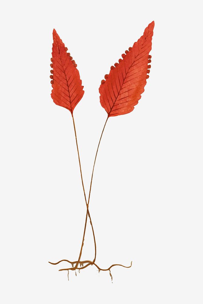 Hymenophyllum Cruentum fern leaf vector