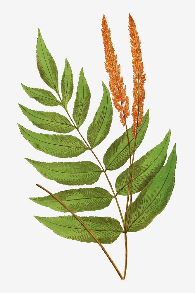 Anemidictyon Phyllitidis fern leaf vector