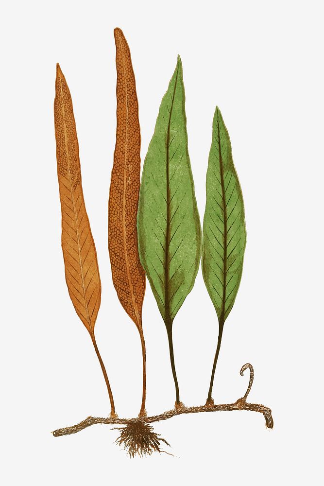 Niphobolus ingua fern leaf vector