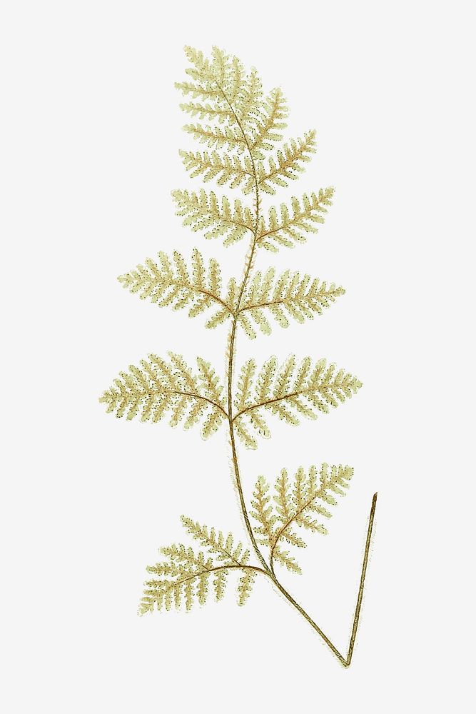 Nothochloena Eckloniana fern leaf vector