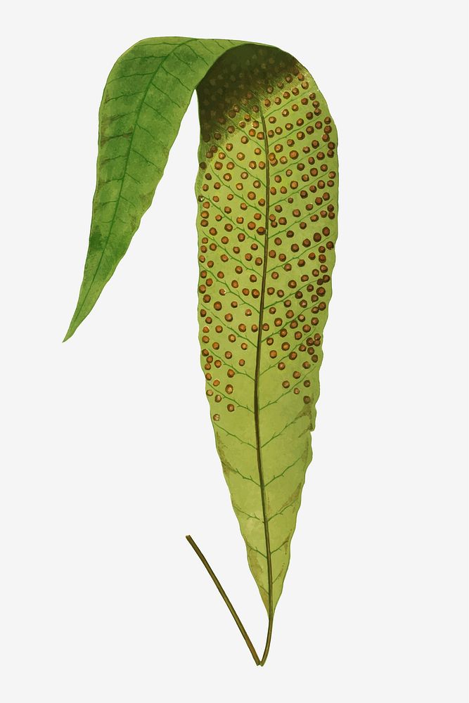 P. Repens fern leaf vector