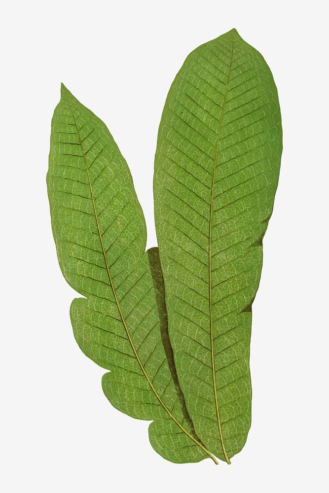 Polypodium Musaefolium fern leaf vector
