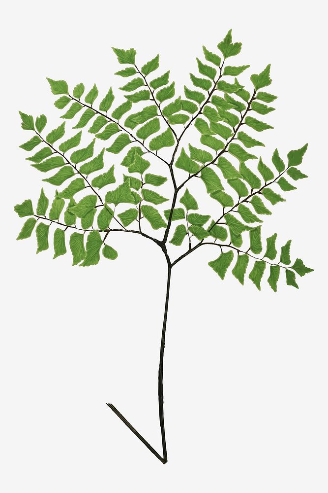 Adiantum Trapeziforme fern leaf vector