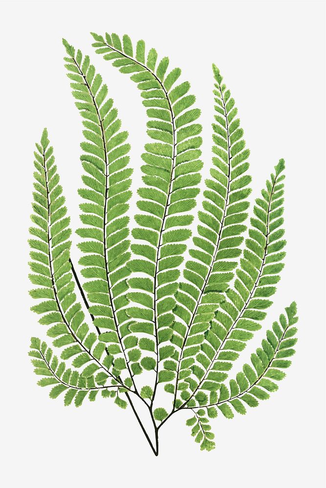 Adiantum Pubescens fern leaf vector