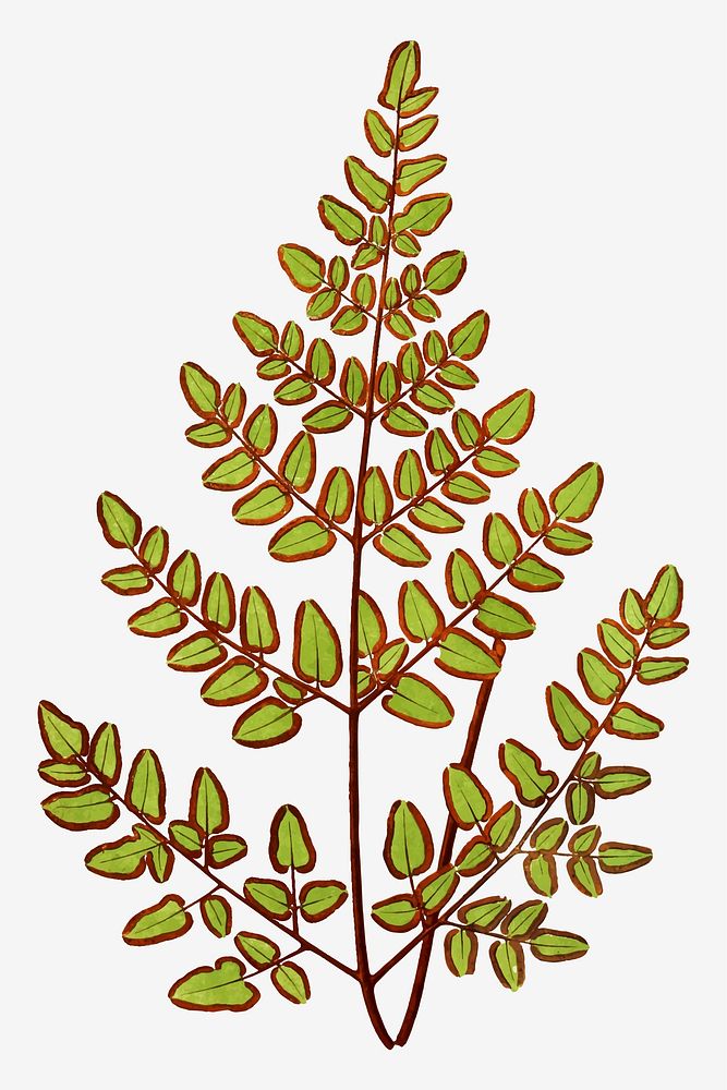 Cheilanthes Pteroides fern leaf vector
