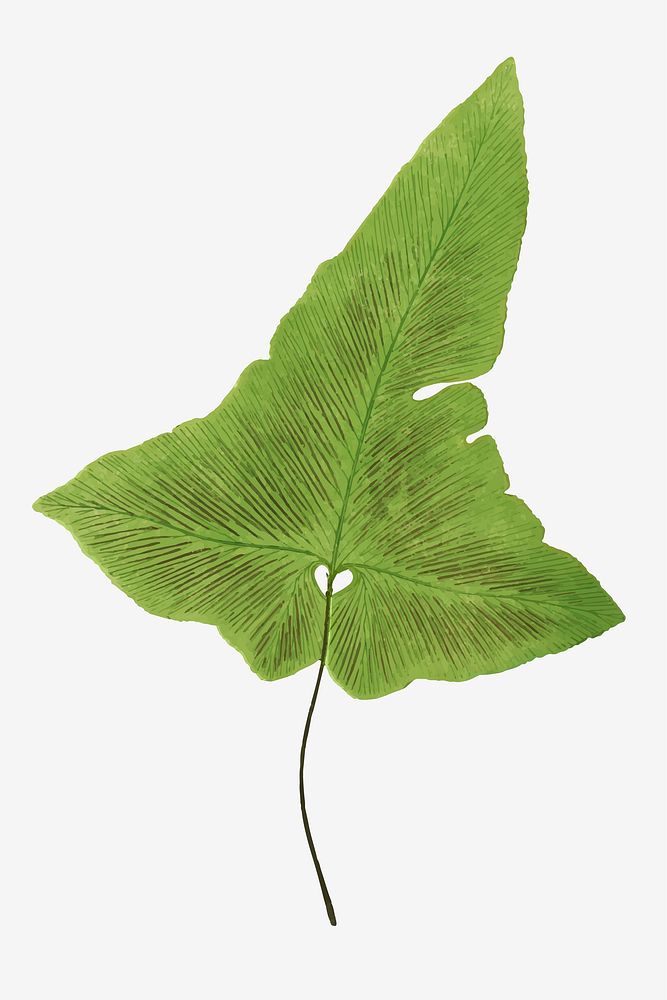 Asplenium Palmatum fern leaf vector