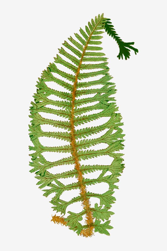 Dryopteris Filix&ndash;Mas Cristata fern leaf vector