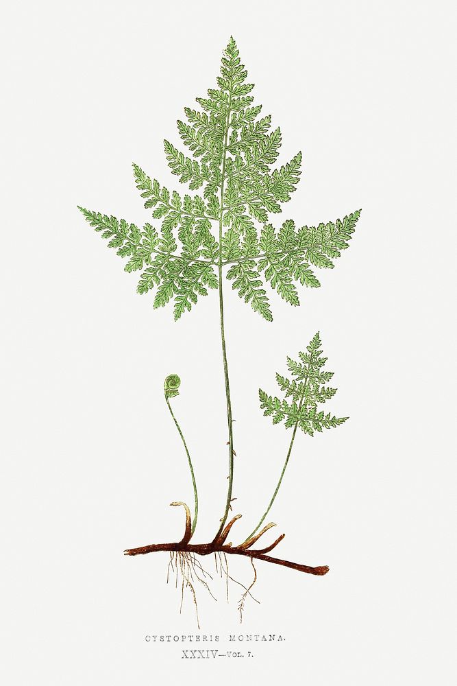 Cystopteris Montana (Mountain Bladderfern) fern vintage illustration mockup
