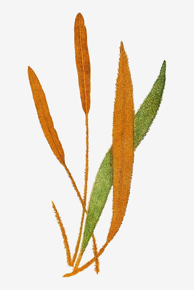 Acrostichum Cuspidatum fern leaf vector