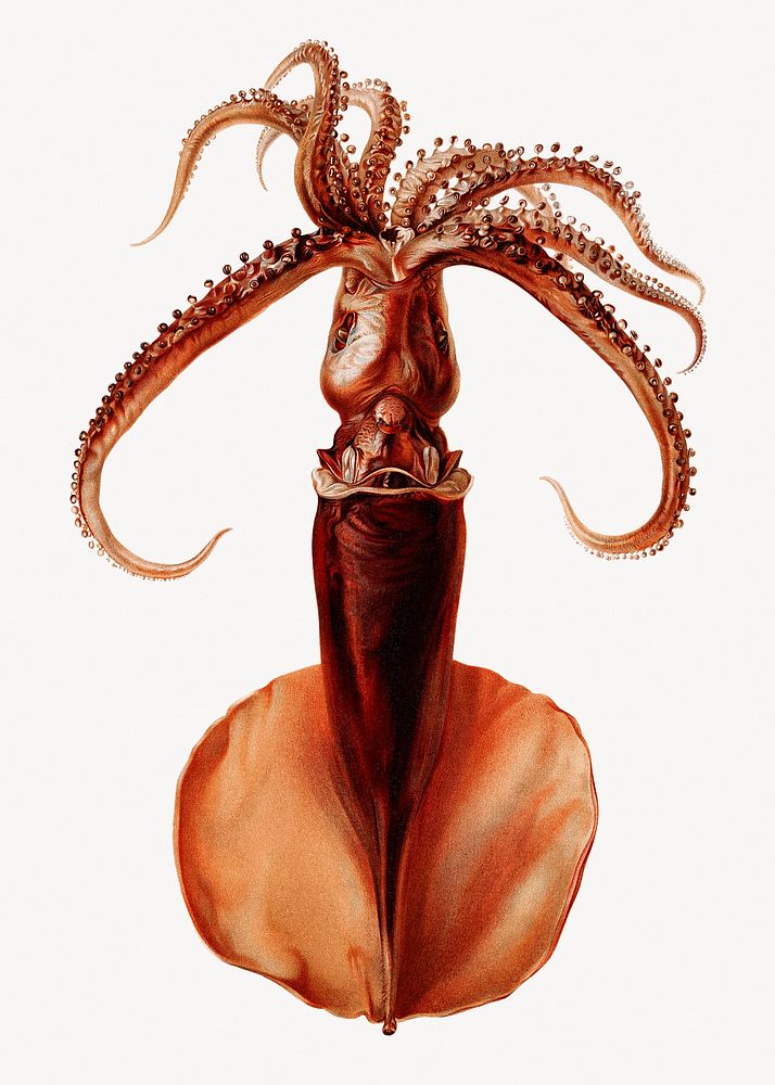 Red squid, sea animal isolated image
