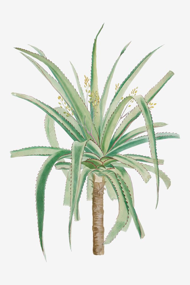 Vintage Aloe Marginalis vector