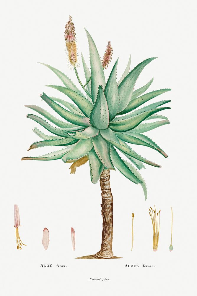 Aloe Ferox Image from Histoire des Plantes Grasses (1799) by Pierre-Joseph Redout&eacute;. Original from Biodiversity…