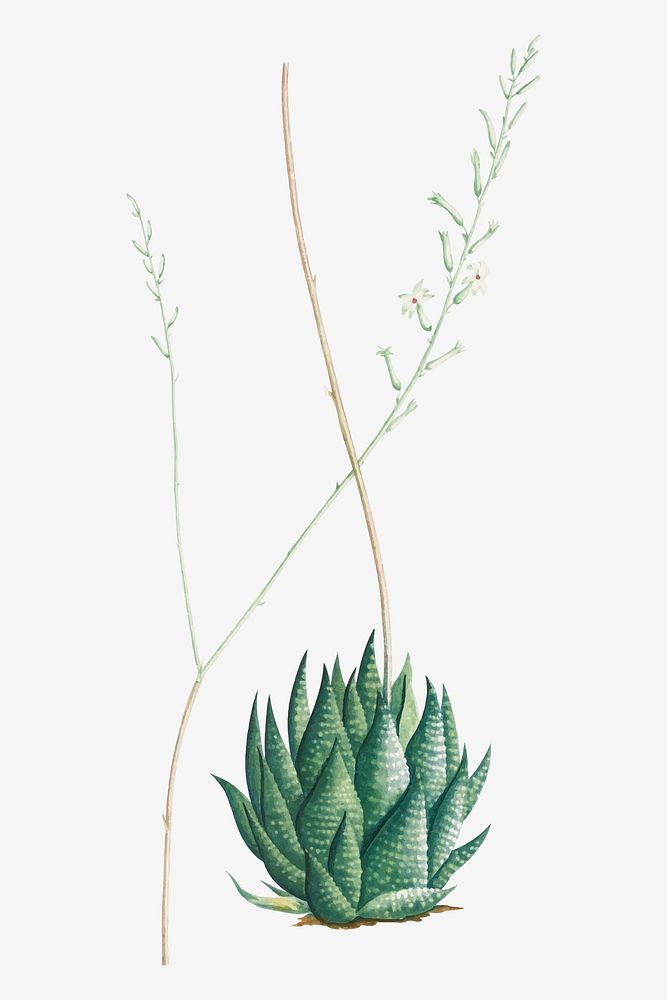 Vintage Aloe Margaritifera vector