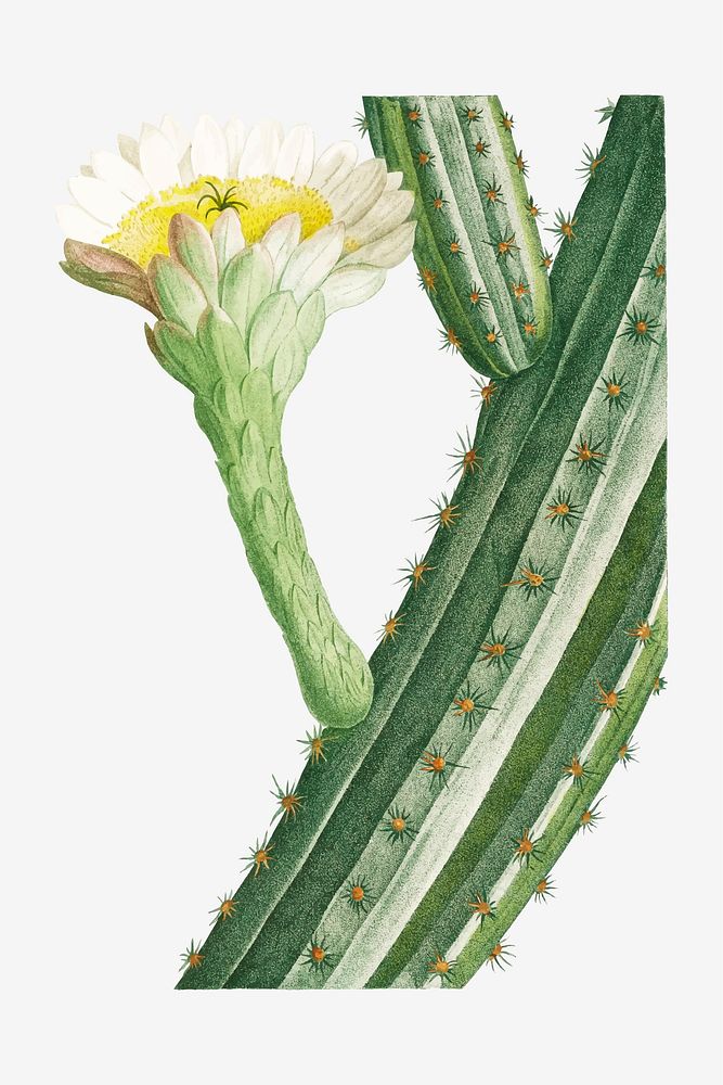Vintage Cactus Opuntia vector