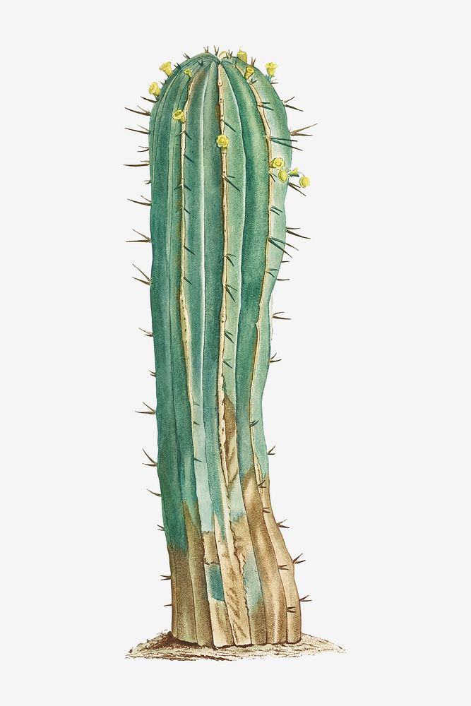 Vintage Euphorbia Officinarum vector