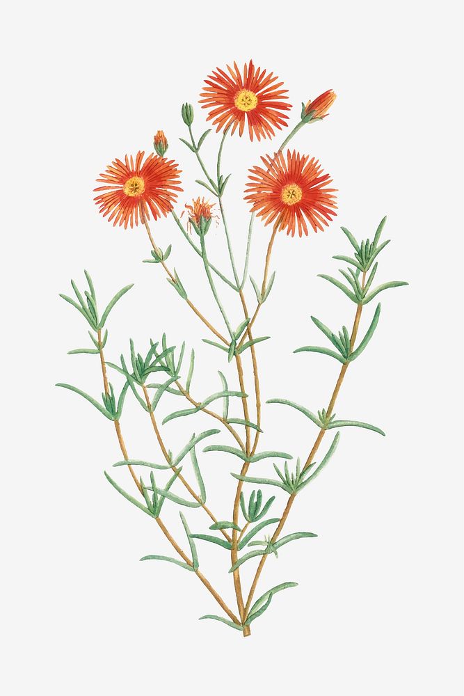 Vintage Mesembryanthemum Coccineum vector