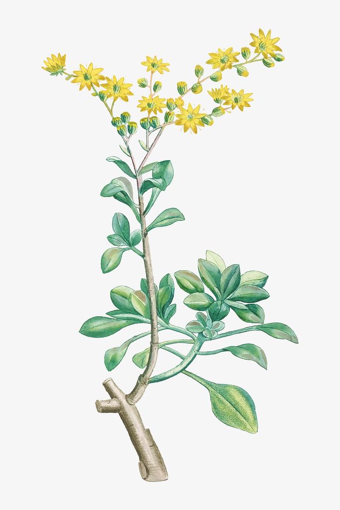 Vintage Sedum Aizoides (Yellow Saxifrages) illustration