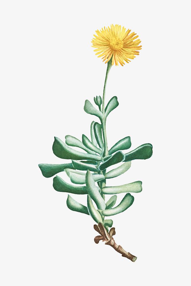 Vintage Mesembryanthemum Dolabriforme (Fig&ndash;marigold) illustration
