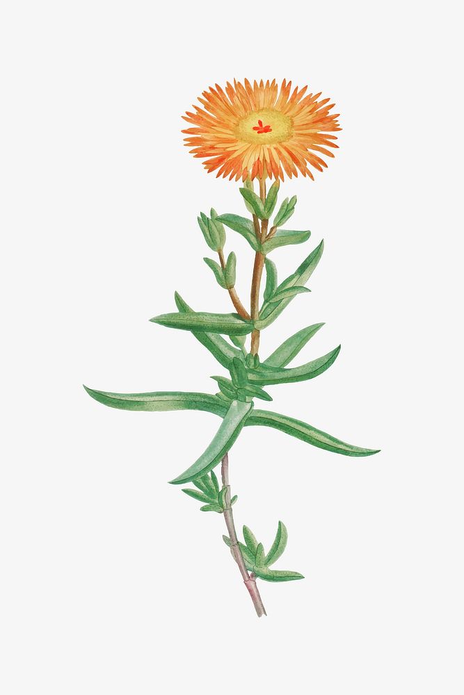 Vintage Mesembryanthemum Aureum (Golden Fig&ndash;Marigold) illustration