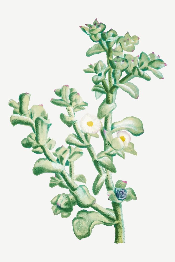 Vintage Mesembryanthemum Crystallinum (Common Iceplant) illustration