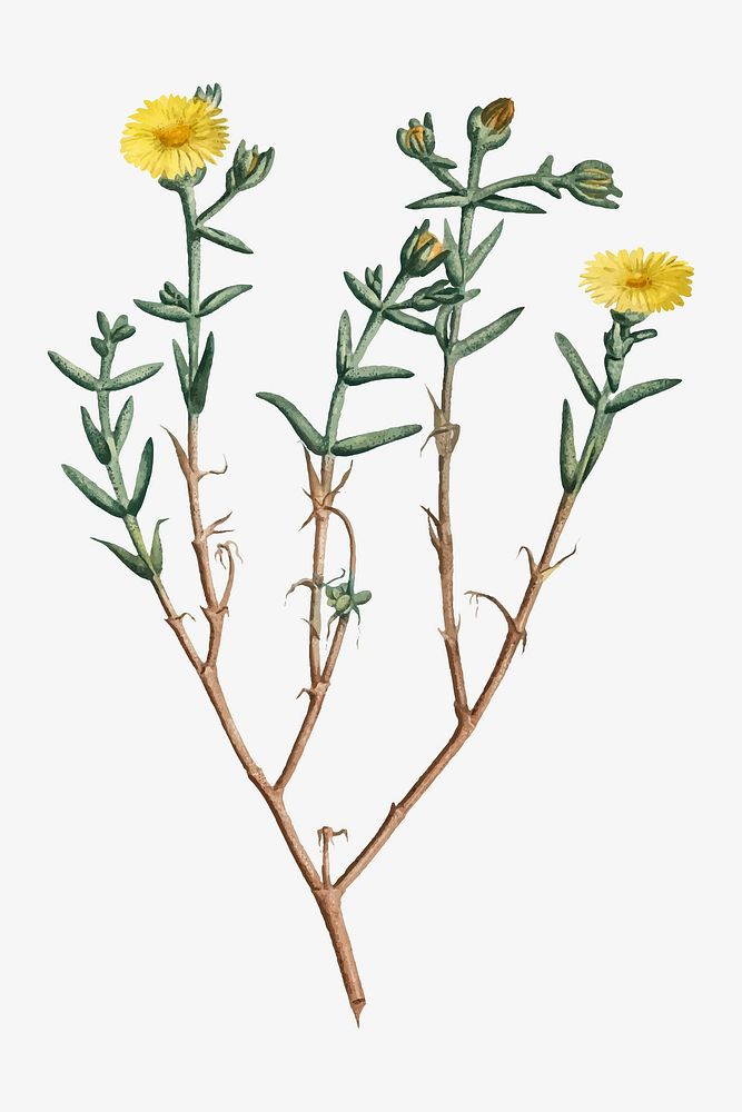 Vintage Mesembryanthemum Brachiatum (Three&ndash;Forked Fig Marigold) illustration