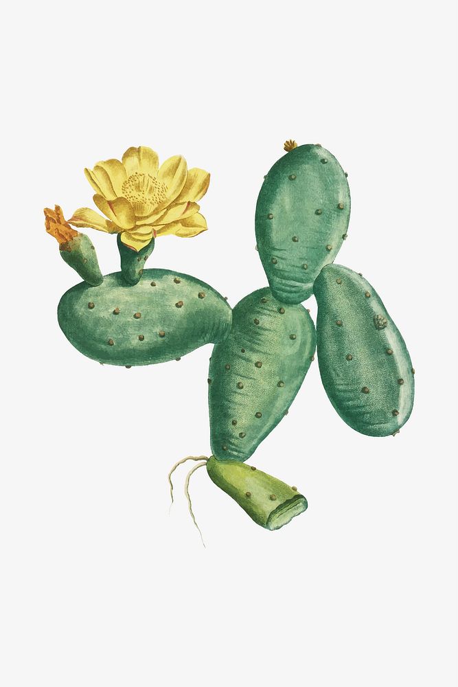 Vintage Cactus Opuntia Nana illustration