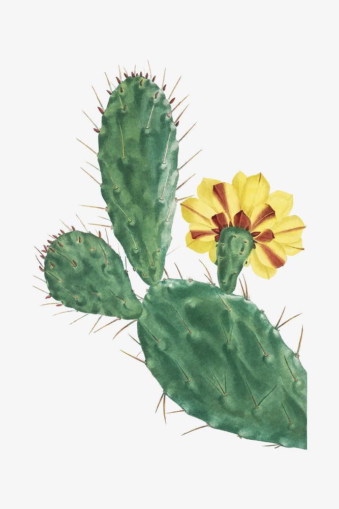 Vintage Cactus Opuntia Tuna (Prickly Pear) illustration