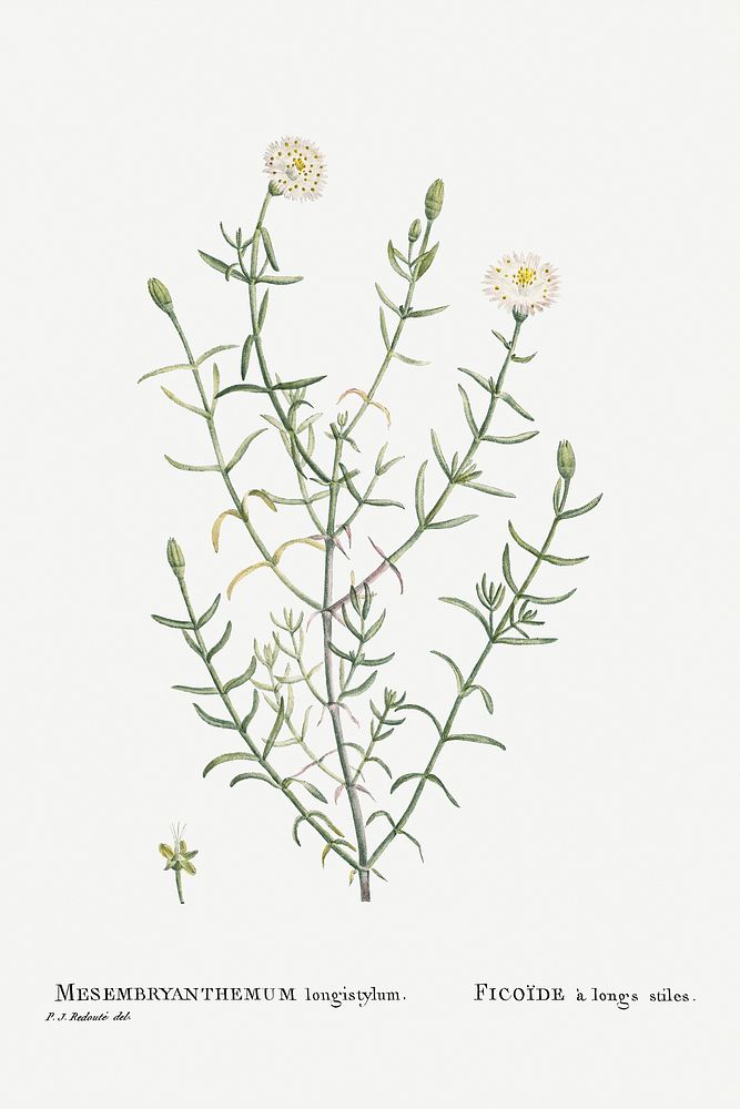 Hand drawn Mesembryanthemum Longistylum illustration