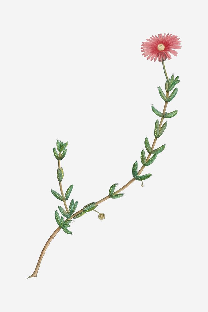 Vintage Mesembryanthemum Barbatum (Bearded Fig&ndash;Marigold) illustration