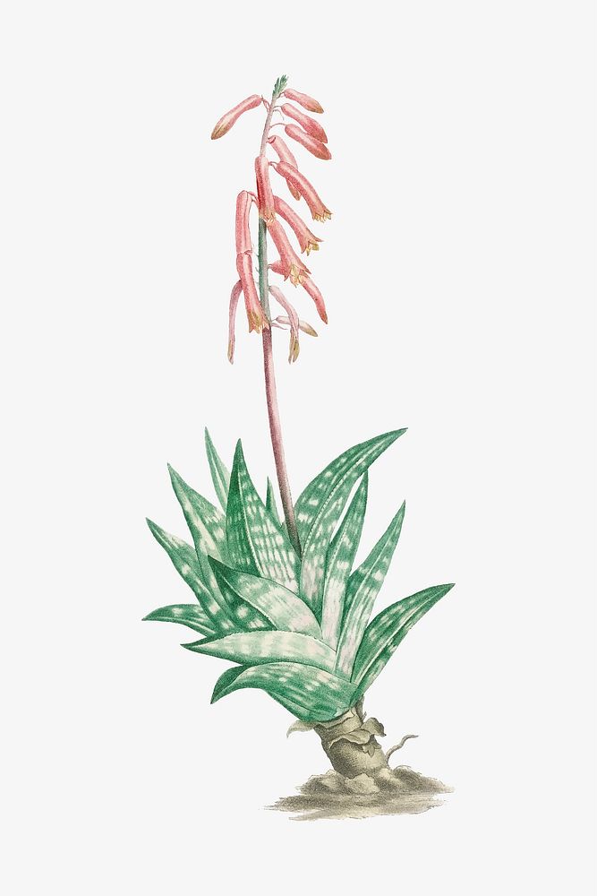 Vintage Aloe Variegata (Tiger Aloe) illustration