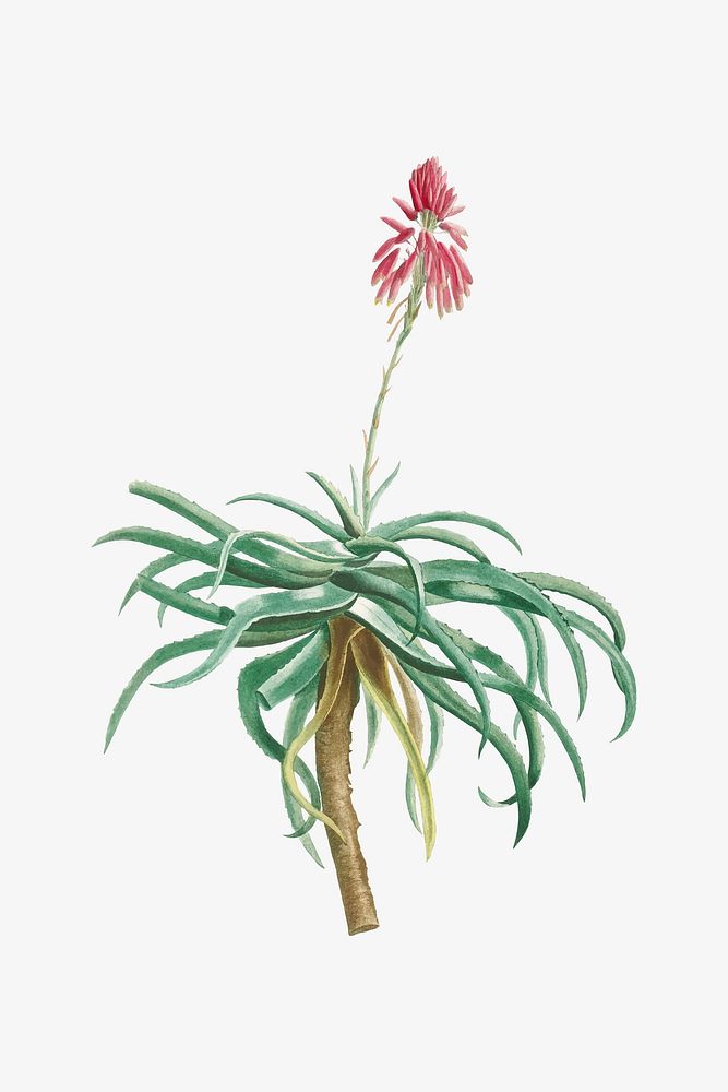 Vintage Aloe Arborescens (Candelabra Aloe) illustration