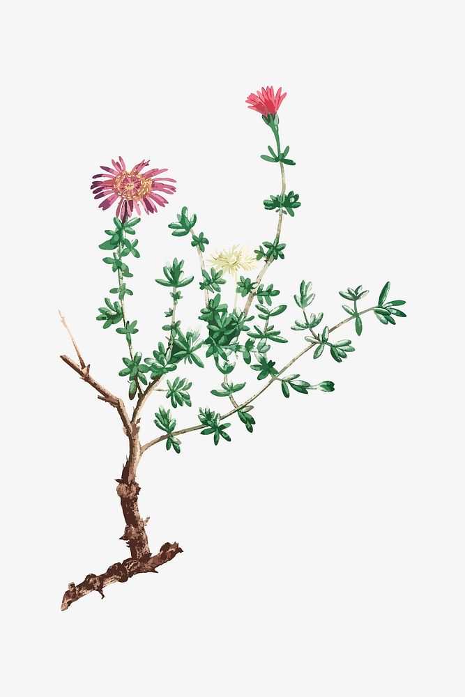 Vintage Mesembryanthemum Hispidum (Miniature Pigs Face) illustration