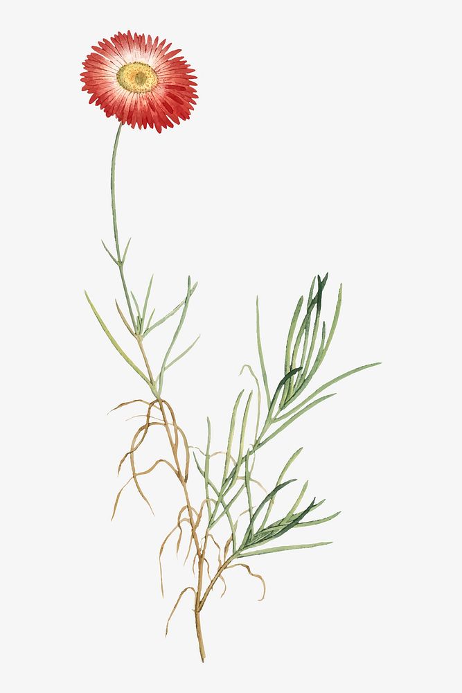 Vintage Mesembryanthemum Tenuifolium (Slender&ndash;Leaved Fig&ndash;Marigold) illustration