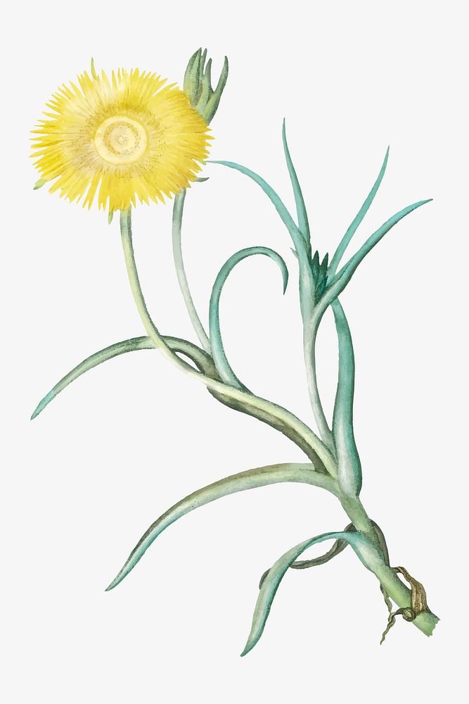 Vintage Conicosia Pugioniformis (Narrow&ndash;Leaved Iceplant) illustration