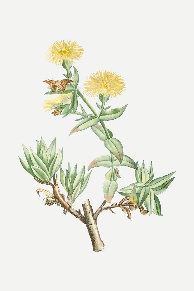 Vintage Mesembryanthemum Tortuosum (Kanna) illustration