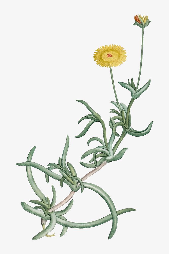 Vintage Mesembryanthemum Corniculatum (Marigold) illustration