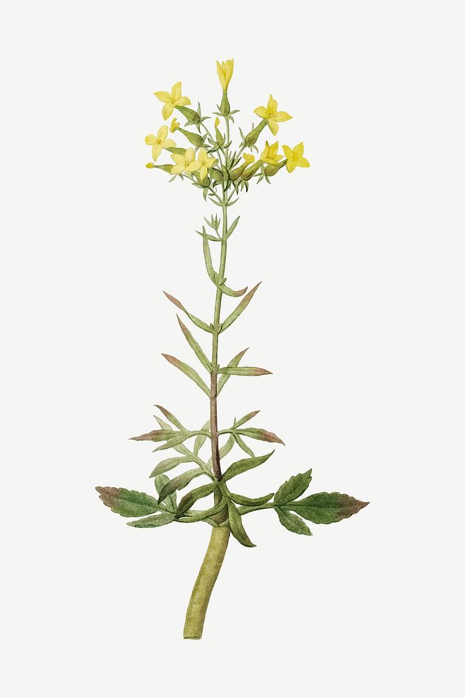 Vintage Kalanchoe Laciniata (Christmas Tree Plant) illustration