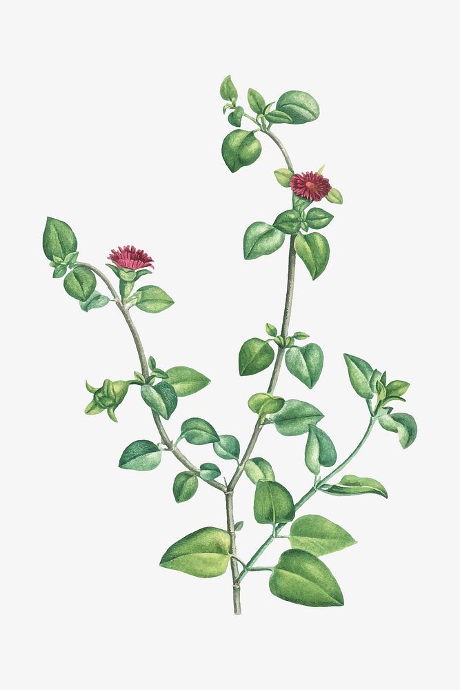 Vintage Mesembryanthemum Cordifolium (Baby Sun Rose) illustration