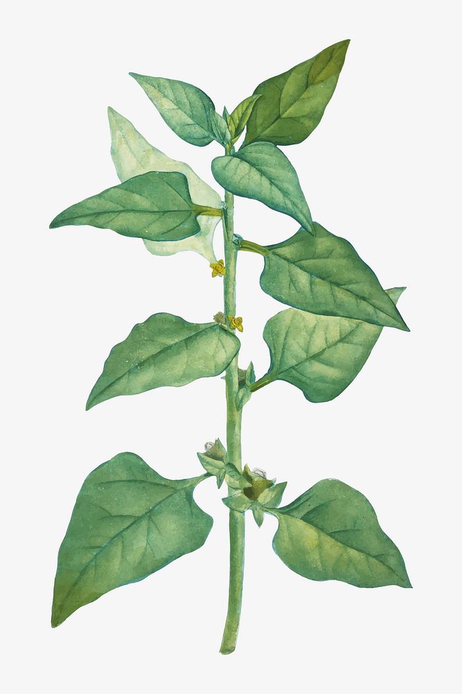 Vintage Tetragonia Expansa (New Zealand Spinach) illustration