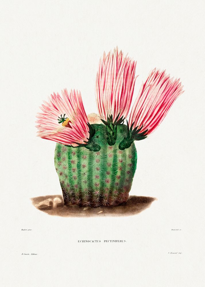 Rainbow Cactus (Echinocactus Pectiniferus) from Iconographie descriptive des cactées by Charles Antoine Lemaire…