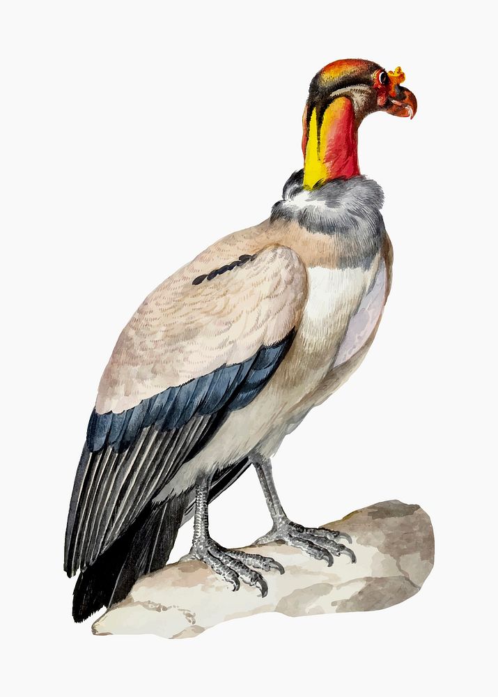 King vulture illustration vector, remixed from artworks by Aert Schouman