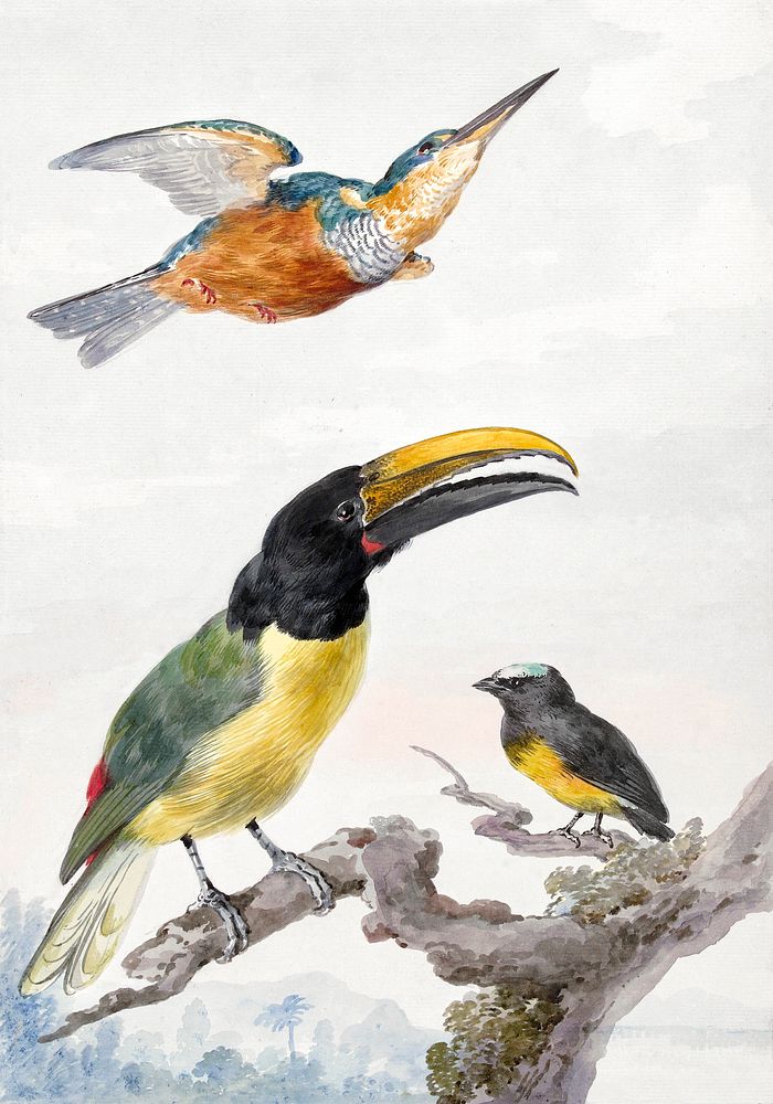 Three Birds: a Kingfisher, a Prince von Wied's Toucan and an sparrow (ca. 1720&ndash;1792) painting in high resolution by…