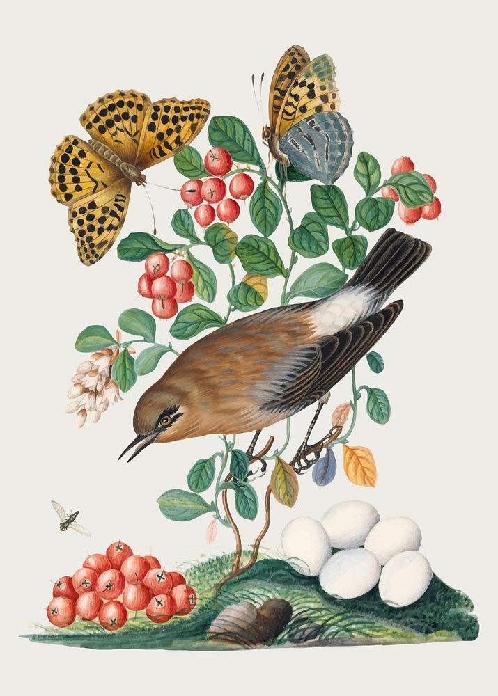 Bird, butterfly, cowberry plant sticker, vintage illustration vector, remixed from artworks by James Bolton
