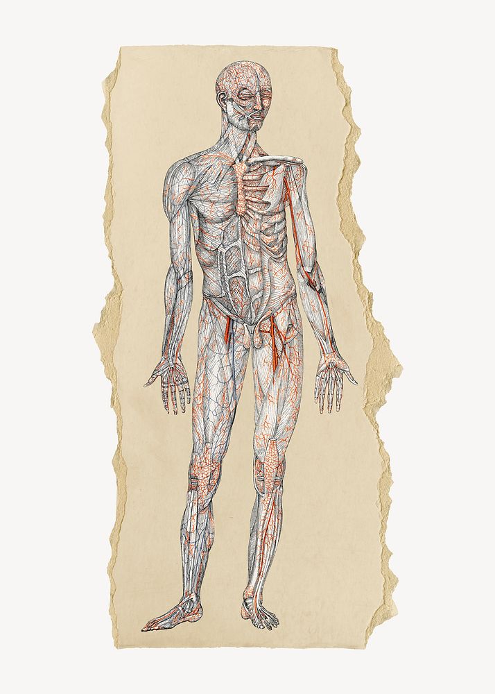 Human body illustration, vintage artwork, ripped paper badge