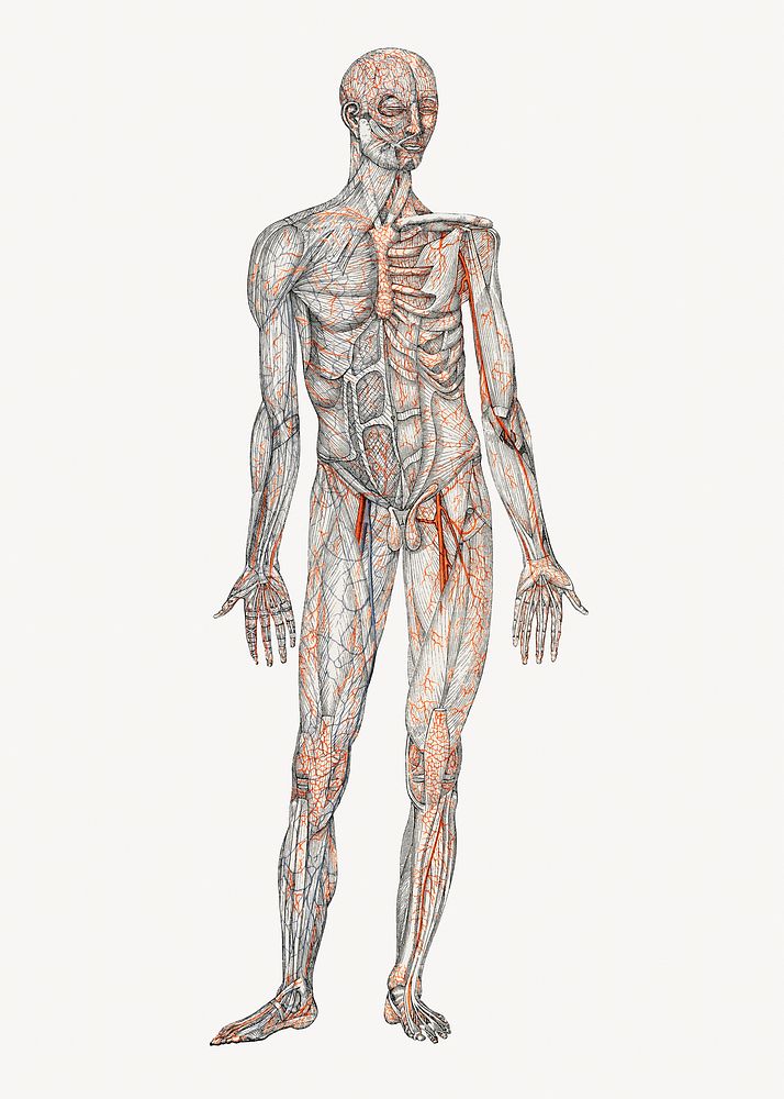 Human body illustration, vintage artwork
