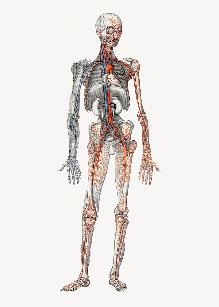 Human body illustration, vintage artwork