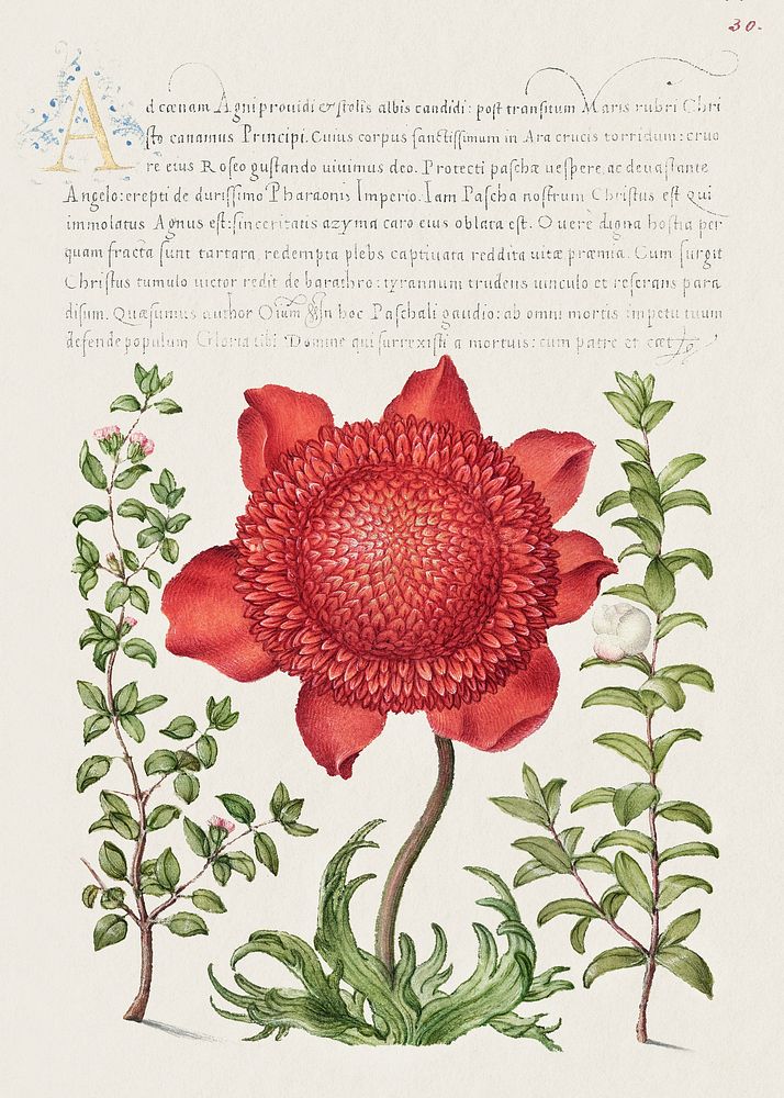 Basil Thyme, Poppy Anemone, and Myrtle from Mira Calligraphiae Monumenta or The Model Book of Calligraphy (1561&ndash;1596)…