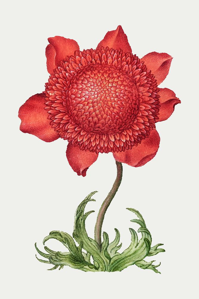 Red poppy anemone blossom vector illustration hand drawn