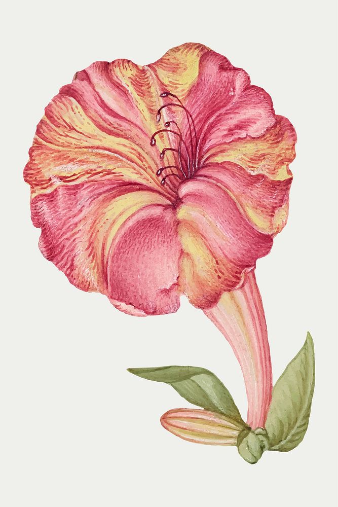 Hand drawn marvel of Peru vector floral illustration